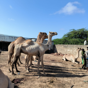 Yurt Dışı Deve (Hisse)